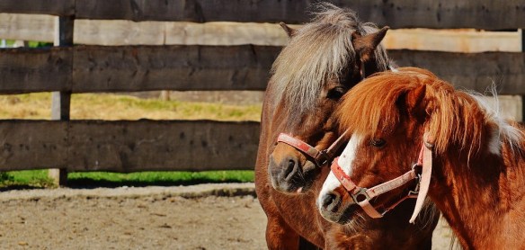 horses-1348284_960_720